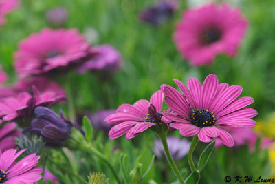 Cosmos DSC_0195