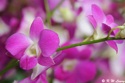 Dendrobium DSC_0207