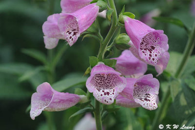 Foxglove DSC_0223