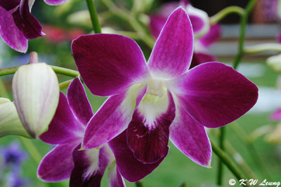 Dendrobium DSC_6662