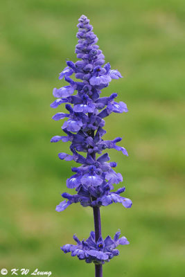 Sage DSC_6679