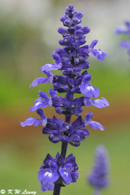 Sage DSC_6661