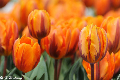 Tulips DSC_6718