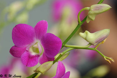 Dendrobium DSC_0203