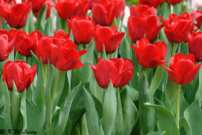Tulips DSC_0240