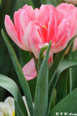 Tulip DSC_6742
