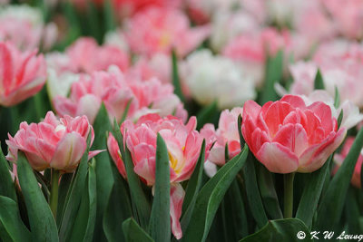 Tulips DSC_0276