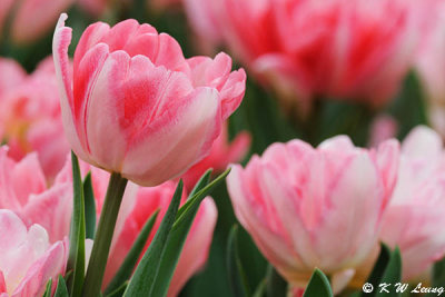 Tulips DSC_6751