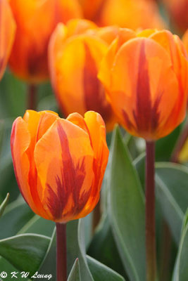 Tulips DSC_6724