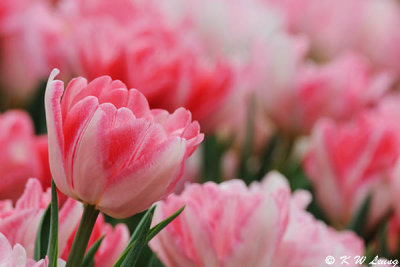 Tulips DSC_6745