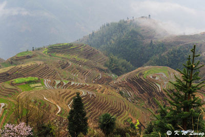 Dragons Backbone Rice Terraces DSC_7468