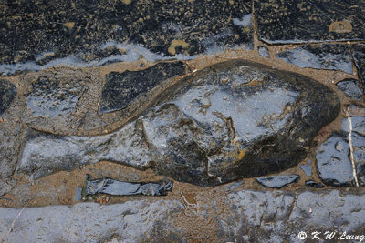 Fish stone DSC_1598