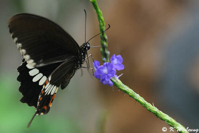 Papilio polytes DSC_7467