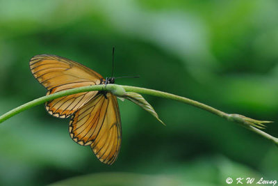 Acraea issoria DSC_8009