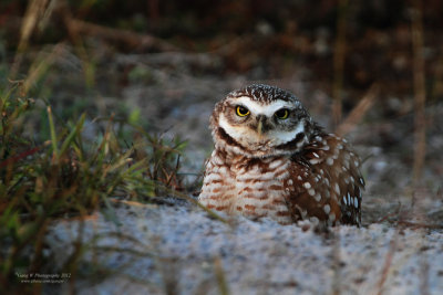 Burrowing Owl IMG_2118.jpg