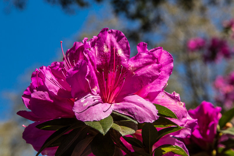 Azaleas