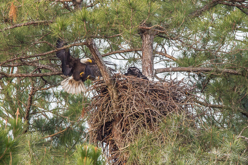 Bald Eagle Nest