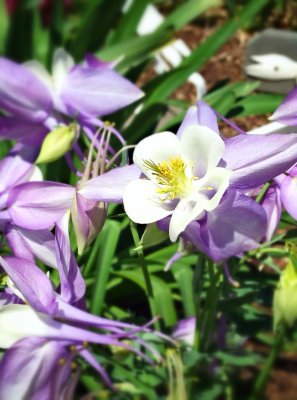 springtime