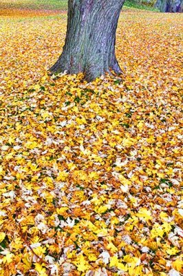 Blanket Of Leaves 20121019