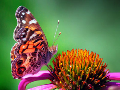 Butterfly On A Coneflower 27811