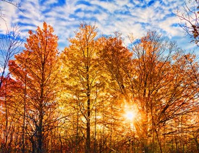 Backlit Autumn Trees 29819