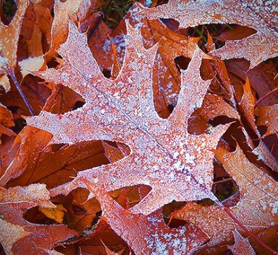 Frosty Oak Leaves 20121106