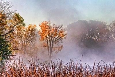 Autumn Morning Mist 29215