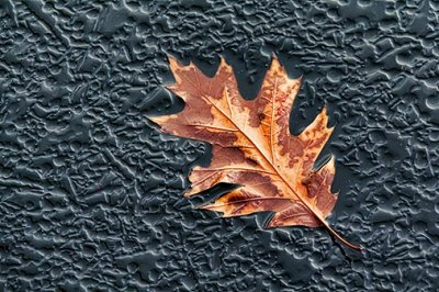 Leaf On Ice 31822-3