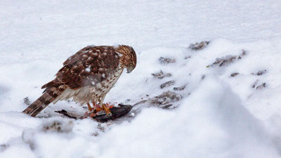 Hawk With A Kill 20121223