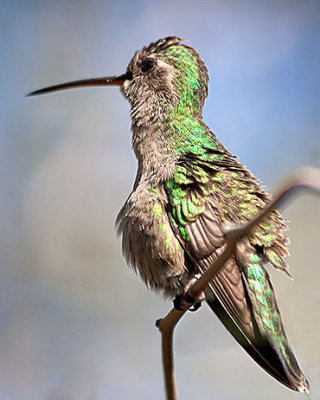 Hummingbird Perched 87373