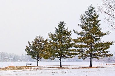 Three Pines In Snowstorm 20130128