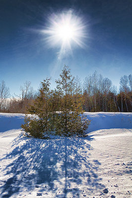 Sunny Snowscape 33499