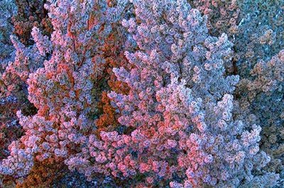 Frosty Pines At Sunrise 33556