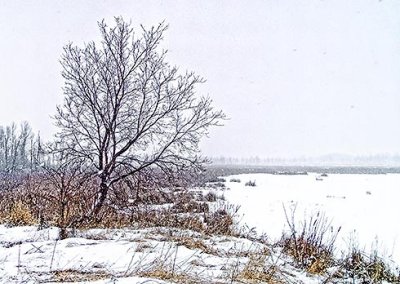 Tree In Snowstorm 20130220