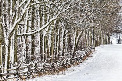Winter Trees 33917