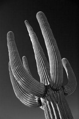 Saguaro Cactus 75567
