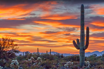 Arizona Sunset 76045