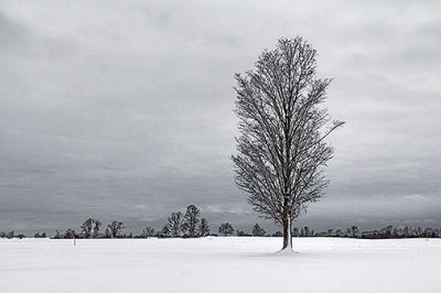 Lone Winter Tree 33950