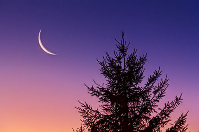 Moon & Pine At Sunrise 20130309
