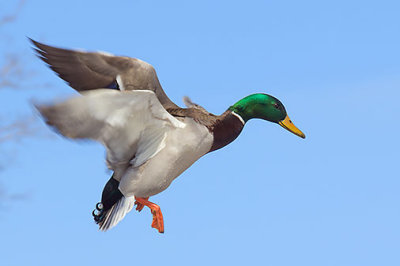 Duck In Flight 34089