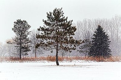 Trees In Snowstorm 20130315