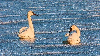 Two Swans On Ice 20130316