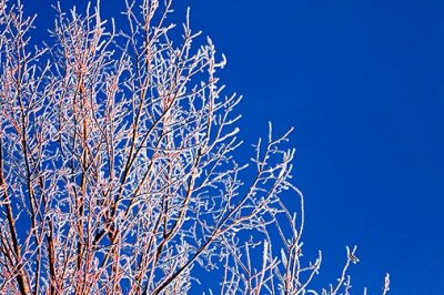Frosty Tree At Sunrise 20130318