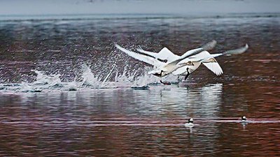 Swans Taking Flight 28726