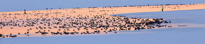 Geese On The Canal At Sunrise 28711