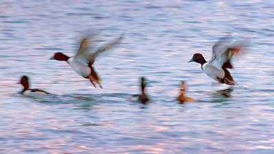 Ring-necked Ducks Taking Flight 20130328