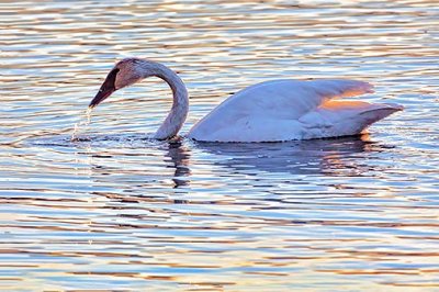 Swan At Sunset 28799
