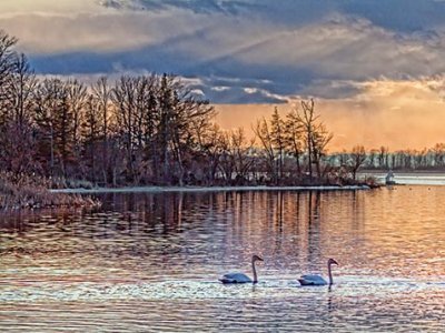Swans At Sunset 28802
