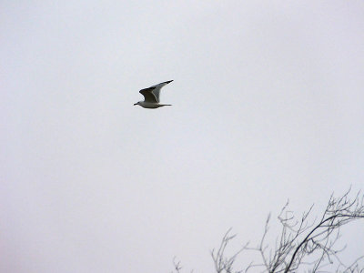 Gull In Flight DSCF00005