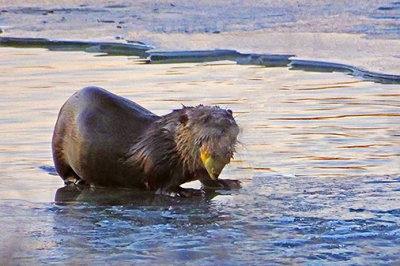 Otter With Breakfast 20130403